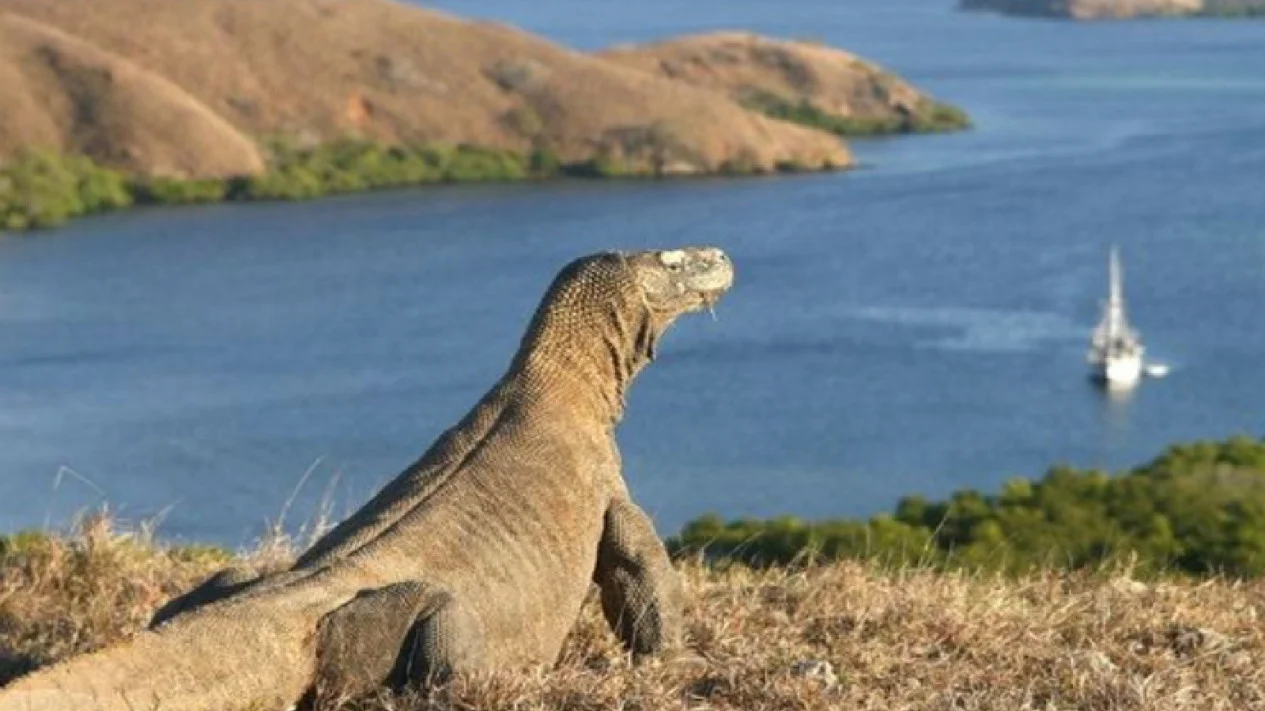Komodo Island Tour