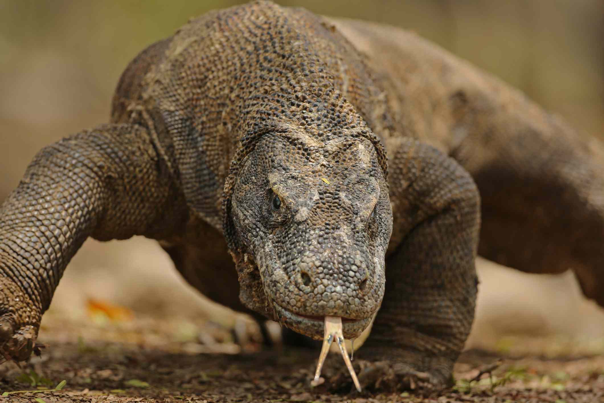 Komodo Wonderfull