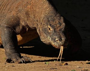 1200px-Komodo_dragon_(Varanus_komodoensis)