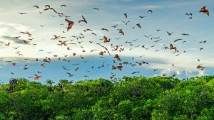 Flying foxes. Komodo. Indonesia
