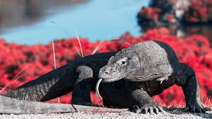 Komodo Safari Tour