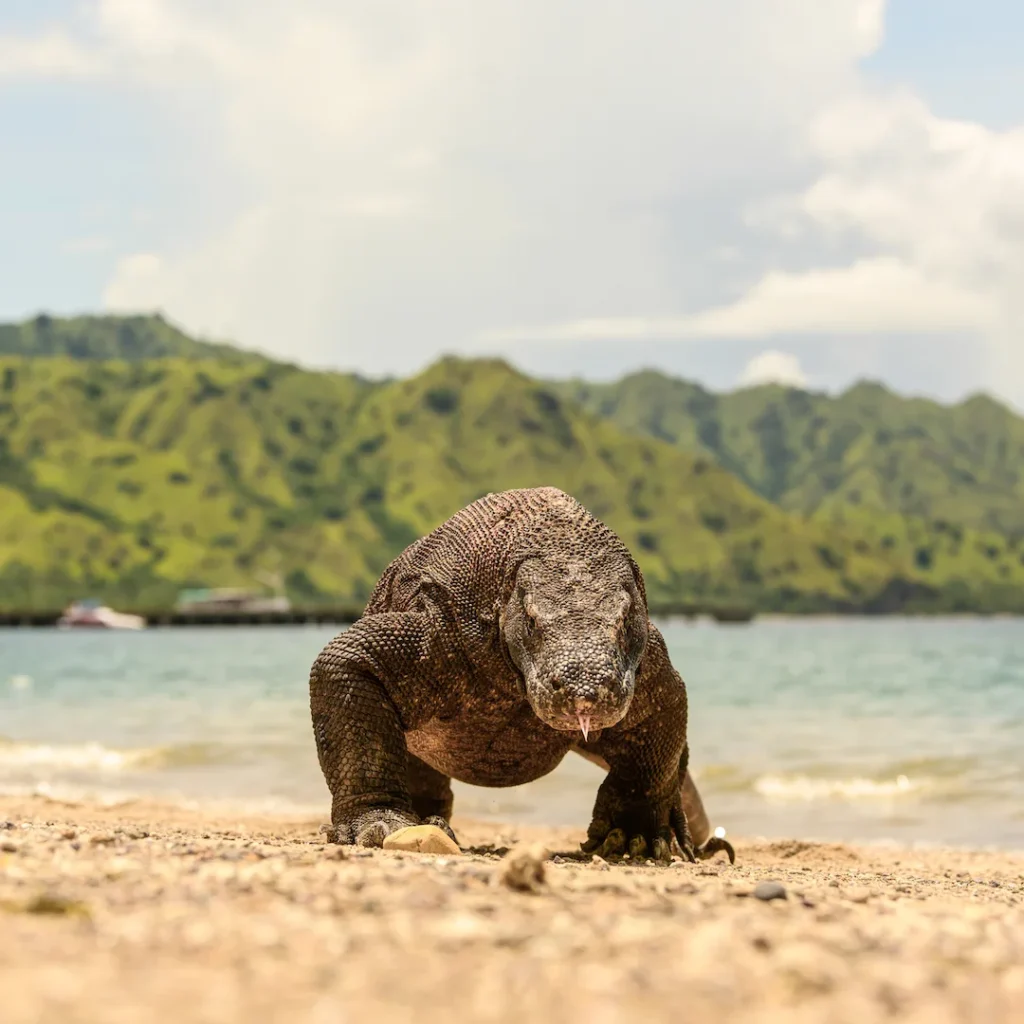 Komodo Fantastico Tour