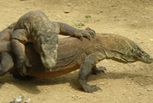 komodo-dragon-tour-2_resize-2