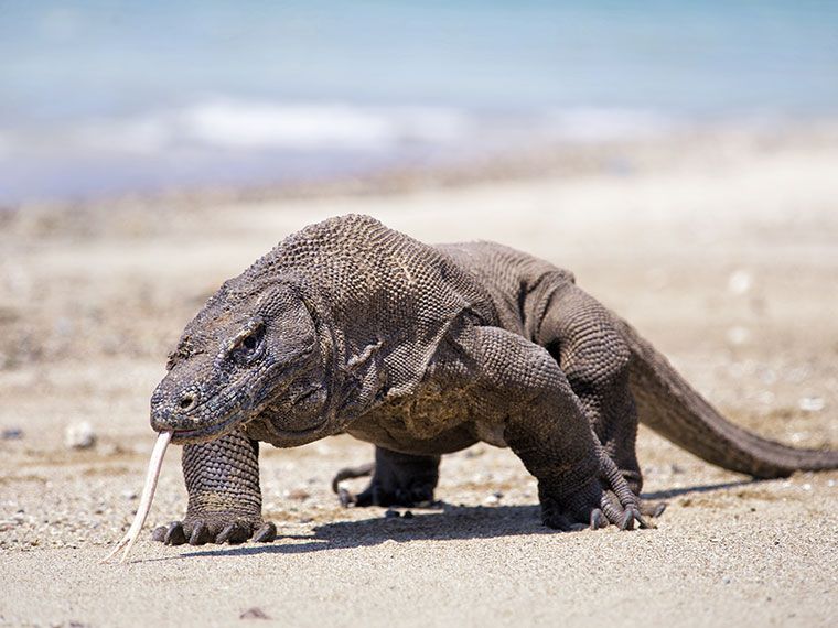 Komodo Effective Tour