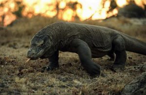 komodo-island-tour-price-2_resize-2